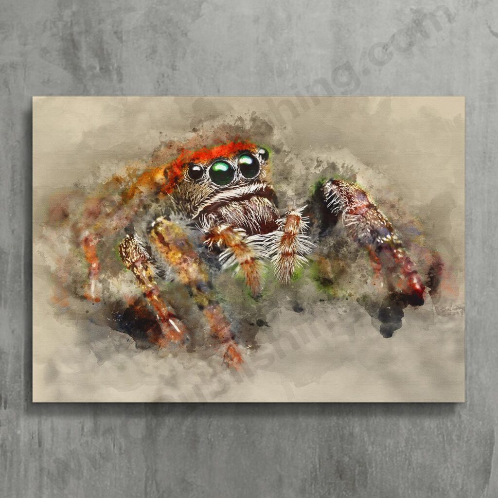 Phidippus whitmani Jumping Spider Wall Art Print